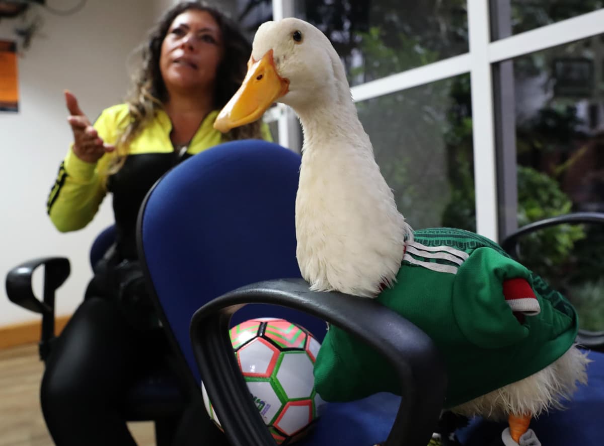 POLÉMICA MUNDIALISTA: mexicano Calderón pide regalías de FIFA para la familia del pato Merlín