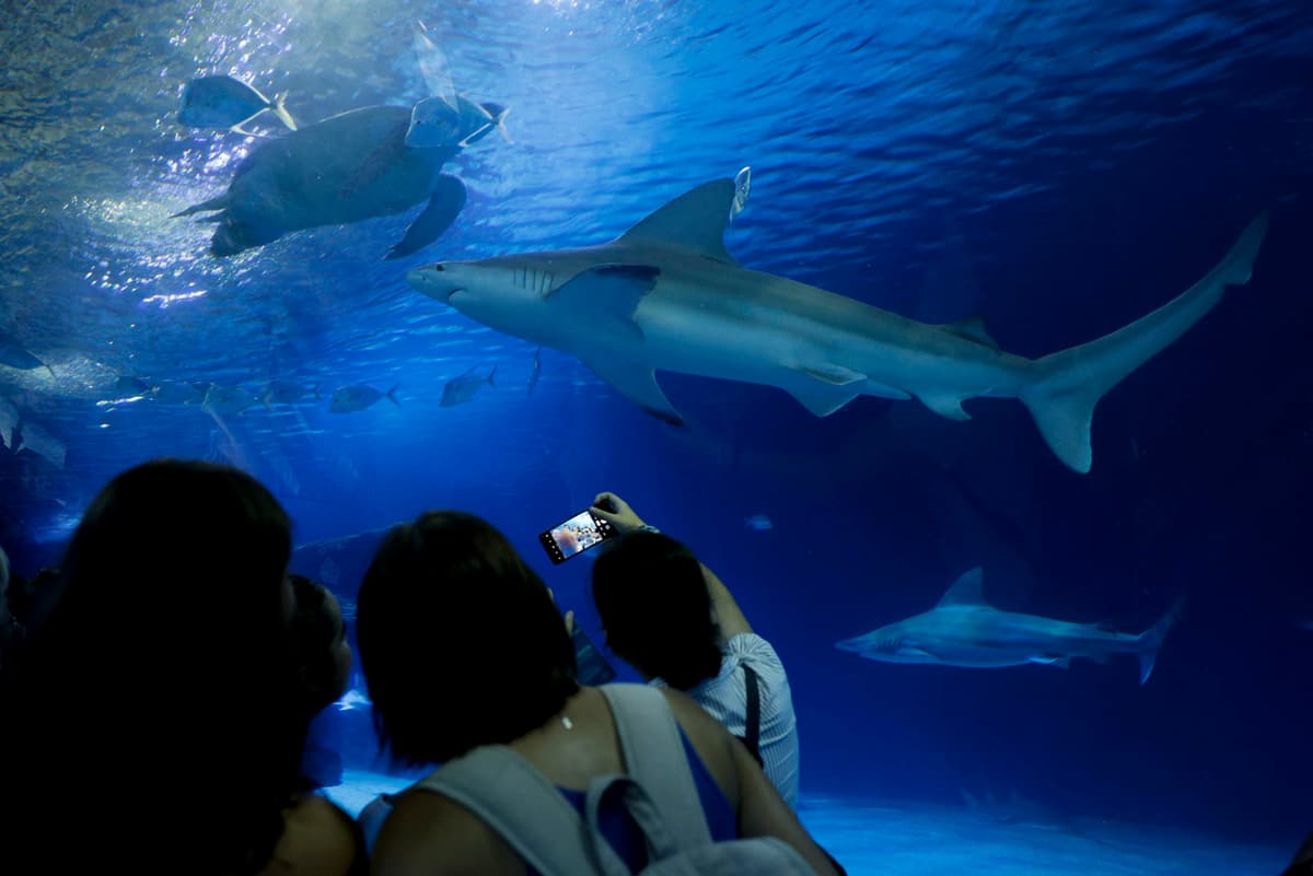 El Oceanogràfic pone el nombre de Ferran Torres a uno de sus tiburones grises